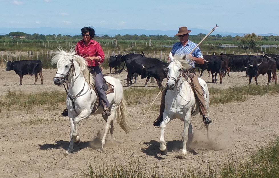 17.06.03.Camargue-Tourrentelle-911.jpg