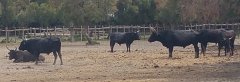 17.06.03.Camargue-Tourrentelle-903