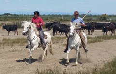 17.06.03.Camargue-Tourrentelle-911