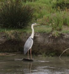 17.06.03.Camargue-Tourrentelle-913