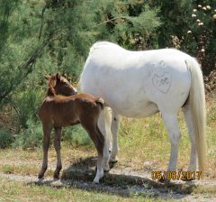 17.06.03.Camargue-Tourrentelle-917