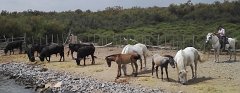 17.06.03.Camargue-Tourrentelle-927