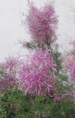 17.06.03.Camargue-Tourrentelle-933
