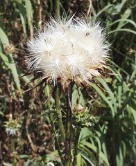 17.06.03.Camargue-Tourrentelle-952