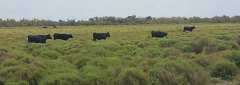 17.06.03.Camargue-Tourrentelle-956