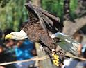 Aigle.Entrevaux.2009.203