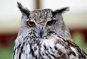 Hibou.Entrevaux.2009.101